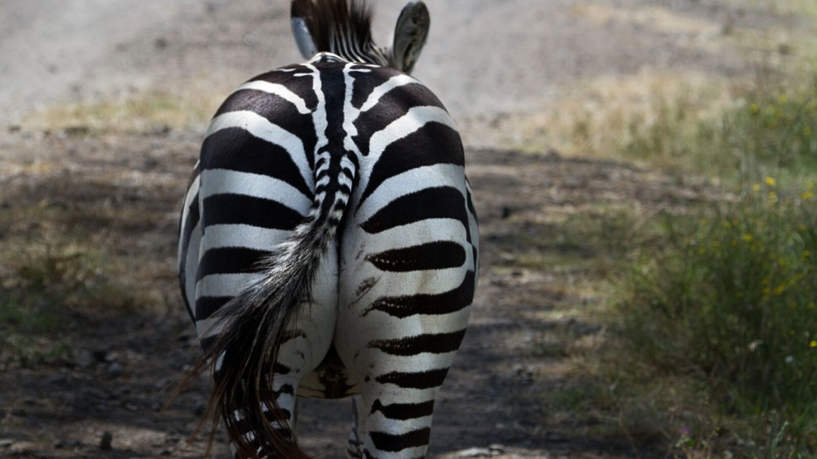 Intervenciones estéticas en los genitales