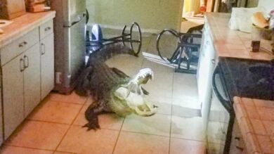 VÍDEO: Se lleva el susto de su vida al encontrar un caimán de tres metros en su cocina