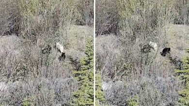 VÍDEO: Graban por primera vez a un oso pardo albino en la naturaleza