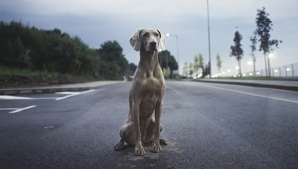 Perro en la carretera