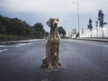 Perro en la carretera