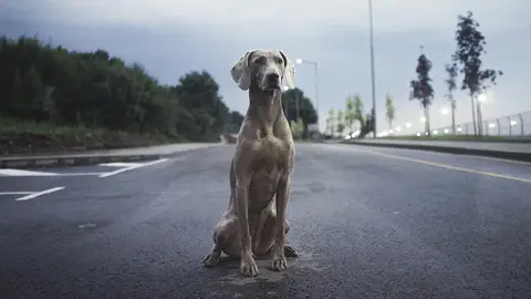 Perro en la carretera Perro en la carretera