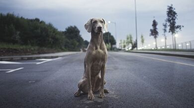 Pensaba que estaba criando un perro que había recogido en la carretera pero los vecinos llamaron a la policía y se llevó la sorpresa de su vida