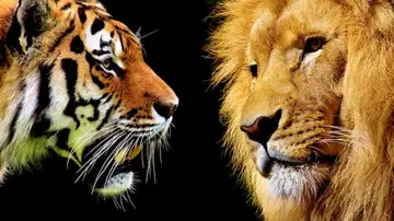 Tigre y león