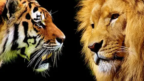Tigre y león Tigre y león