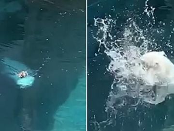 Oso polar atacando a un pato