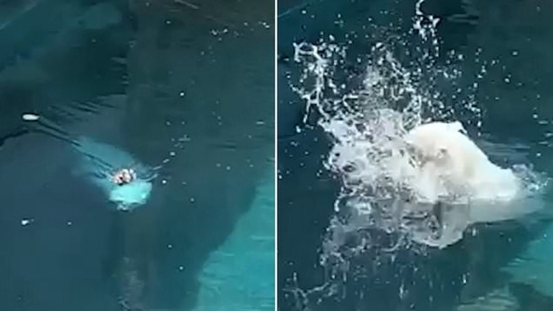 Oso polar atacando a un pato