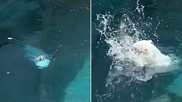 Oso polar atacando a un pato