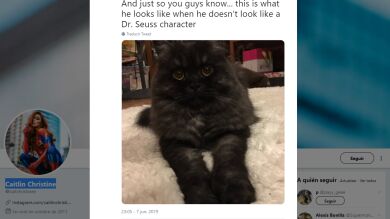 Su padre llevo a su gato Oliver al peluquero y querían matarlo cuando volvió con él