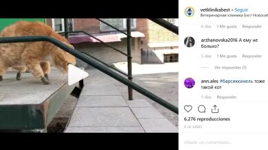 Ryzhik, el gato que perdió sus cuatro patas por el frío vuelve a caminar