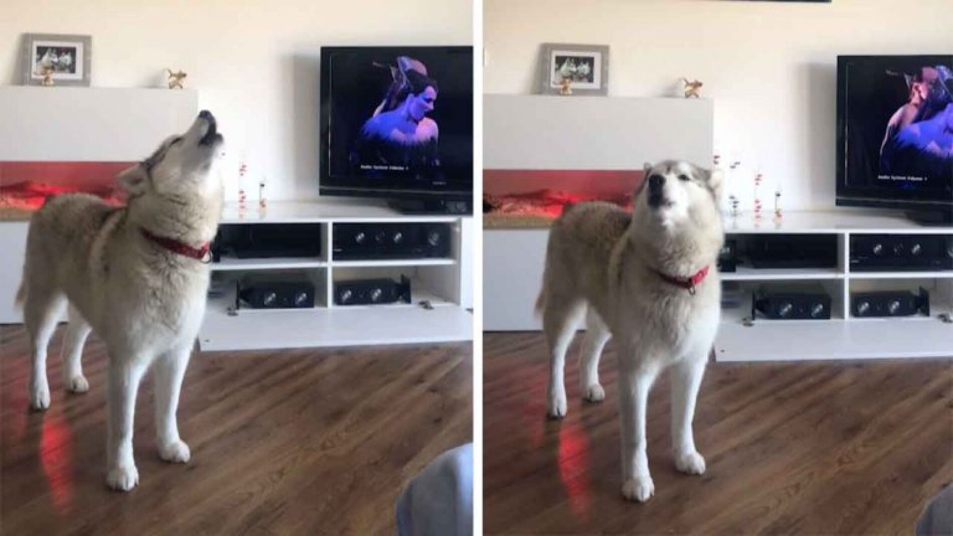 Perro cantan opera