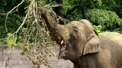 El emotivo momento en que un elefante reconoce y saluda al veterinario que le salvó la vida hace 12 años