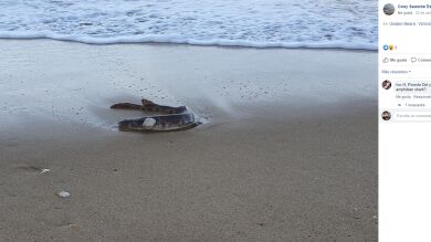 VÍDEO: Encuentran a una extraña criatura varada en una playa australiana