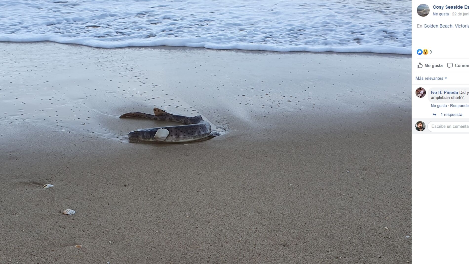 Extra&ntilde;a criatura encontrada en Australia