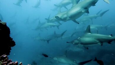 VÍDEO: Cientos de tiburones se quedan atascados en el océano