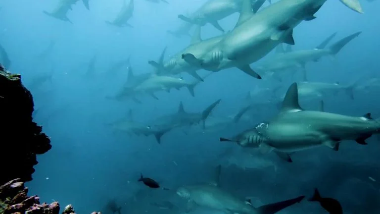 Tiburones martillo Tiburones martillo