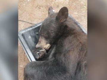 Oso en un armario