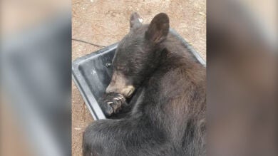 “Papá, hay un oso en el armario”