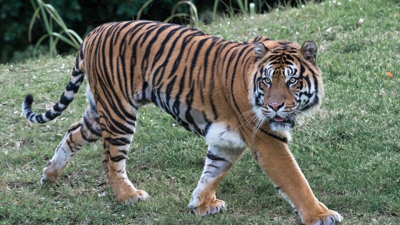 Graban a un tigre de Bengala asomando la cabeza por la ventana de un coche en México