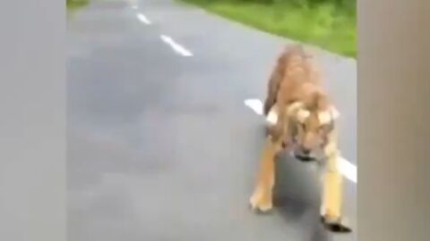 Un tigre ataca a un motorista en la India