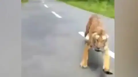 Un tigre ataca a un motorista en la India Un tigre ataca a un motorista en la India