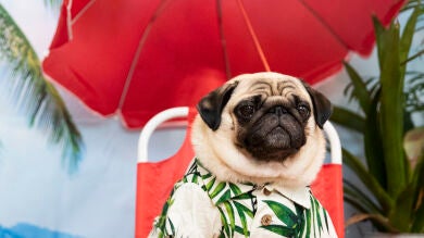 Las vacaciones de mi perro son mejores que las mías