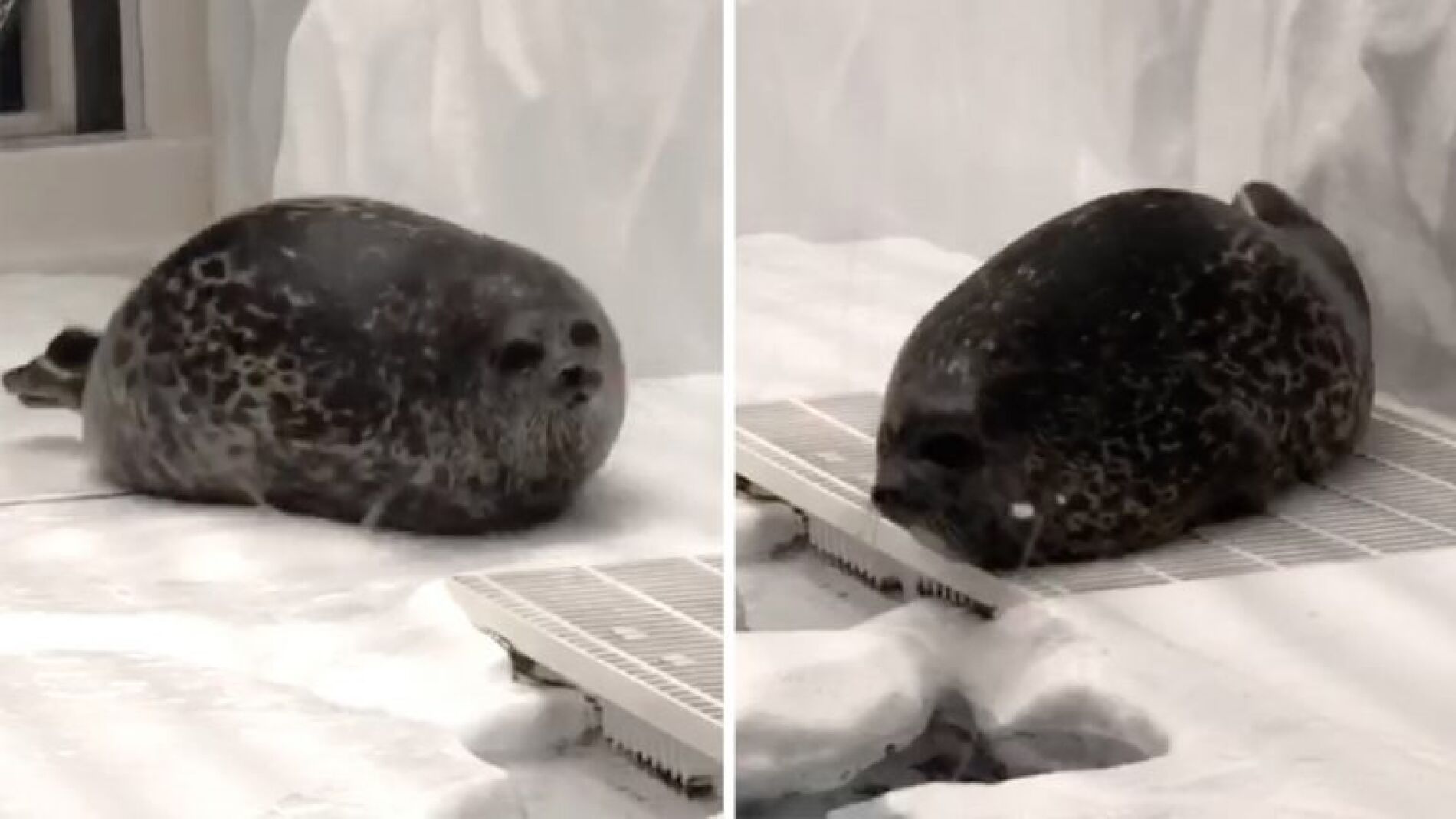 Foca del Osaka Aquarium