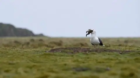 Gaviota devorando un conejo Gaviota devorando un conejo