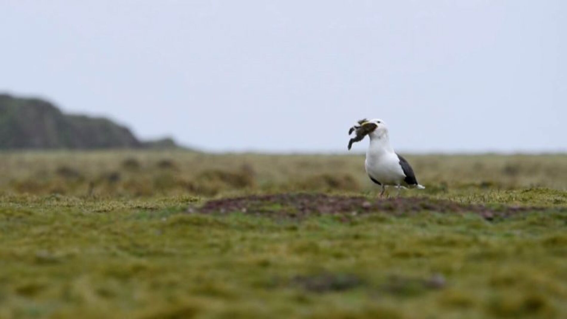 Gaviota devorando un conejo