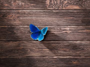 Mariposa (Archivo)