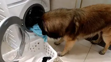 Perro poniendo lavadora