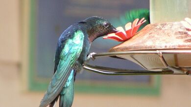 8 mágicas fotos de colibrís brillando como un arcoíris