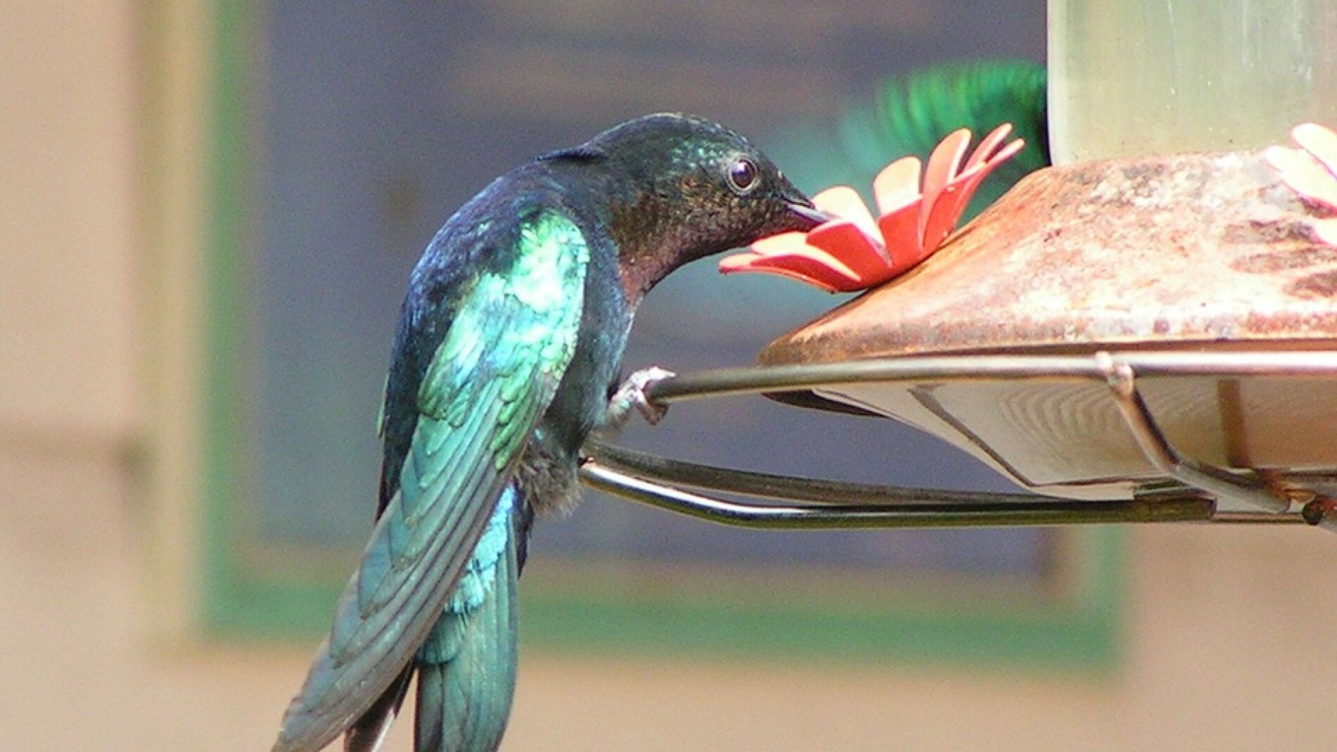Colibr&iacute; (Archivo)