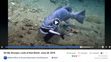 VIDEO: Un enorme pez se traga a un tiburón vivo 