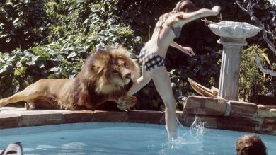 La nueva El Rey León no es de acción real porque en El Gran Rugido unas 70 personas fueron heridas por felinos