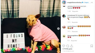Así es la nueva vida de Maggie, la perrita ciega a la que abandonaron con 17 disparos