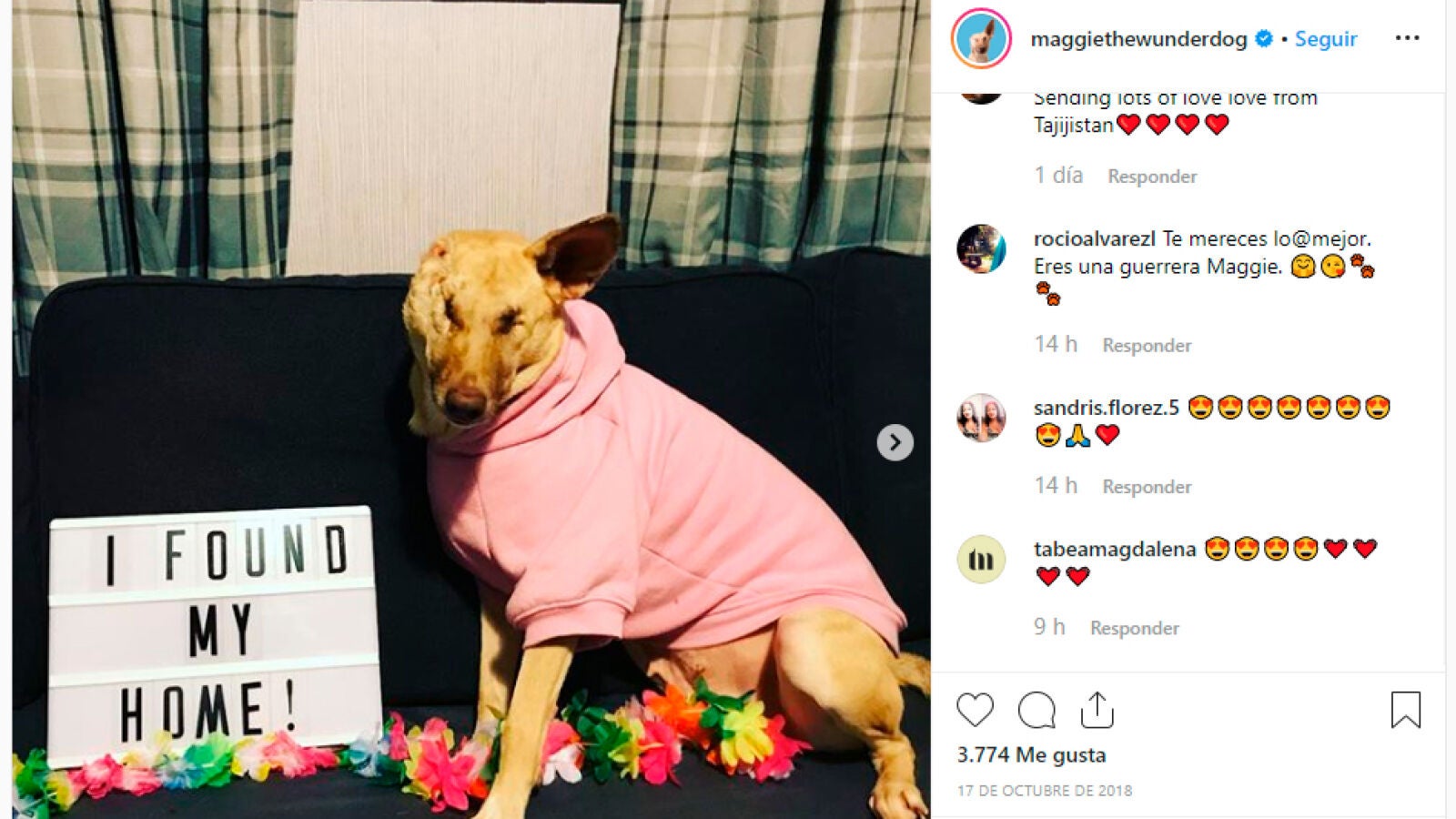 Así es la nueva vida de Maggie, la perrita ciega a la que abandonaron con 17 disparos