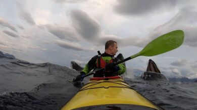 VÍDEO: Un grupo de ballenas sorprende a un kayakista