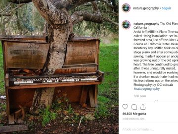 El viejo árbol piano