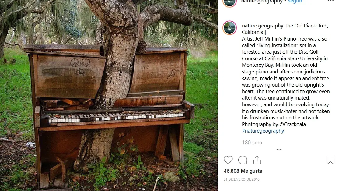 El viejo árbol piano