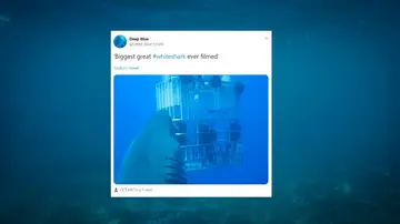 Twitter del tiburón Deep Blue