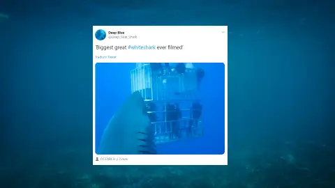 Twitter del tiburón Deep Blue Twitter del tiburón Deep Blue
