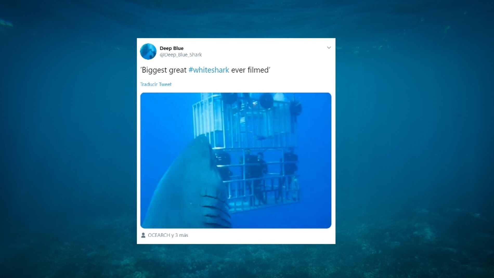 Twitter del tibur&oacute;n Deep Blue