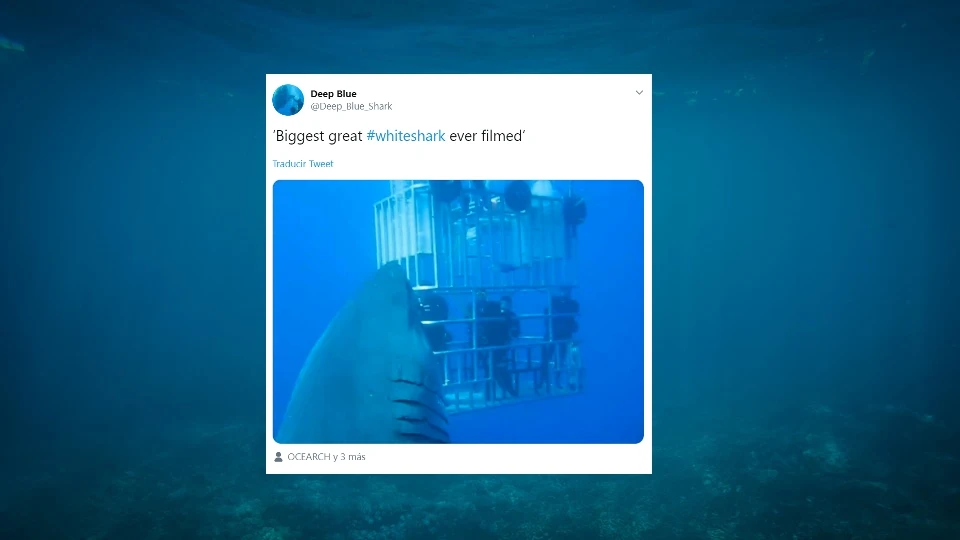 Twitter del tiburón Deep Blue