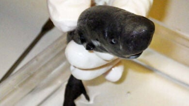 Descubren una nueva especie de tiburón de bolsillo que brilla en la oscuridad