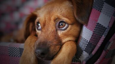 Un perro se niega a abandonar el lugar en el que su dueño sufrió un accidente 18 meses atrás