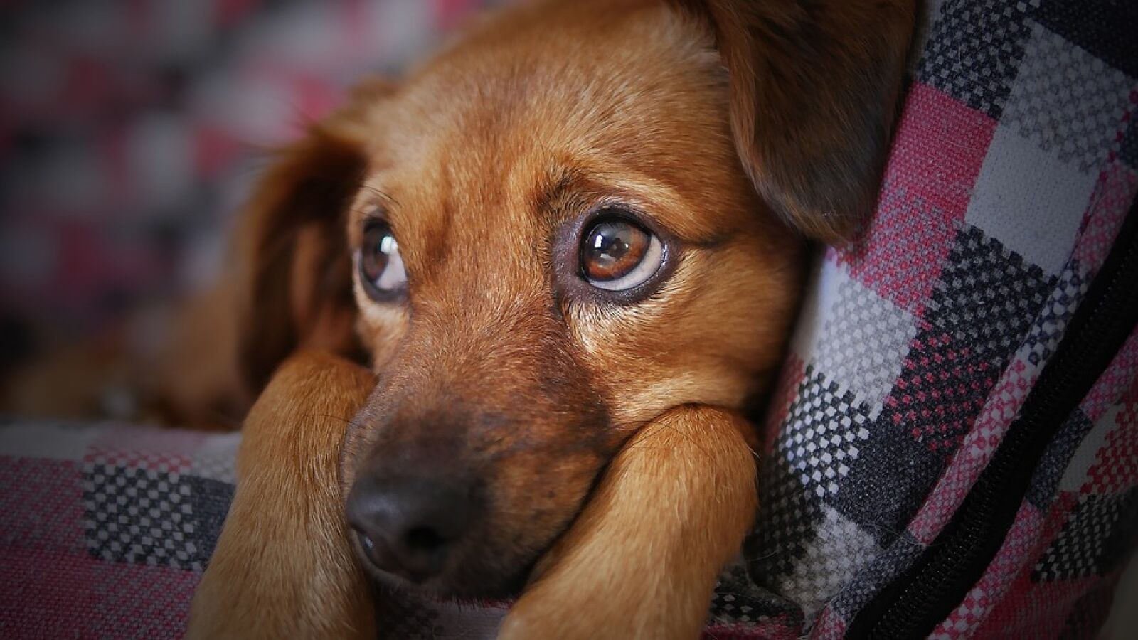 20 adorables fotos de perritos a los que les ha picado una abeja