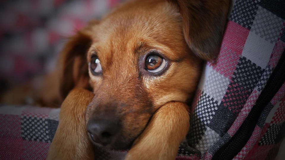 Imagen de un perro Perro (Archivo)