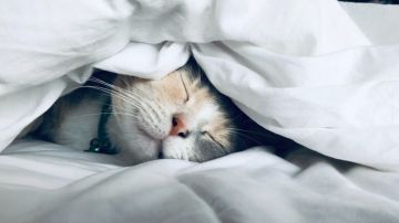 Cuidado con las siestas largas