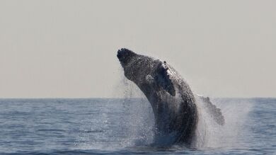 Una ballena jorobada engulle a un león marino